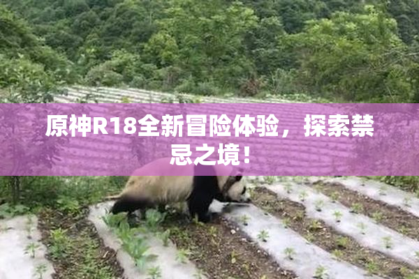 原神R18全新冒险体验，探索禁忌之境！
