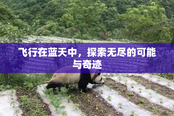 飞行在蓝天中，探索无尽的可能与奇迹