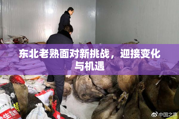 东北老熟面对新挑战，迎接变化与机遇