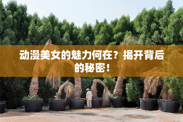 动漫美女的魅力何在？揭开背后的秘密！