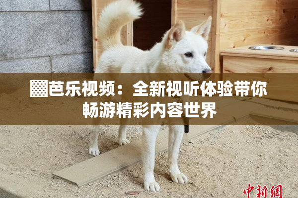 ▓芭乐视频：全新视听体验带你畅游精彩内容世界