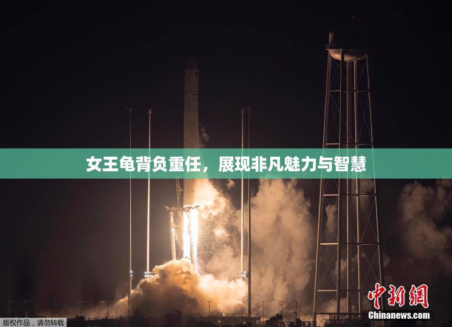 女王龟背负重任，展现非凡魅力与智慧