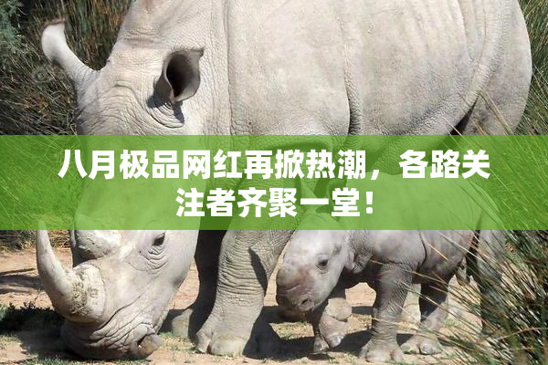 八月极品网红再掀热潮，各路关注者齐聚一堂！
