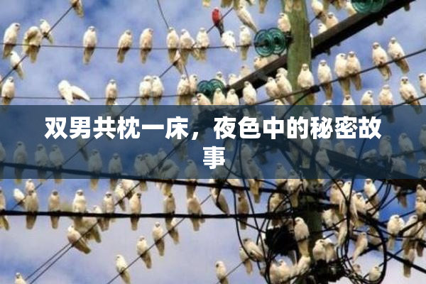 双男共枕一床，夜色中的秘密故事