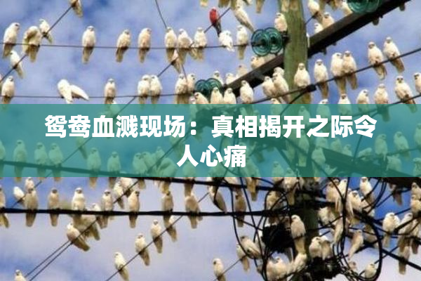 鸳鸯血溅现场：真相揭开之际令人心痛