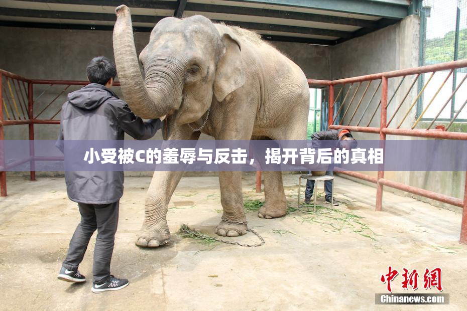 小受被C的羞辱与反击，揭开背后的真相