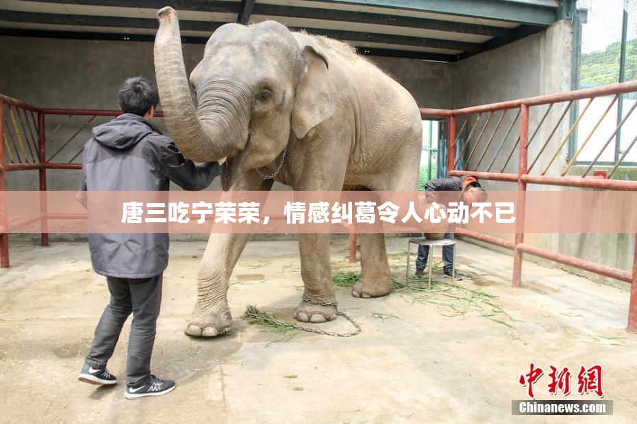 唐三吃宁荣荣，情感纠葛令人心动不已