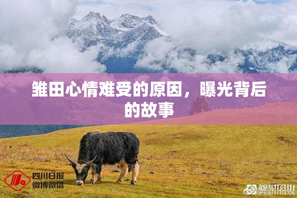 雏田心情难受的原因，曝光背后的故事