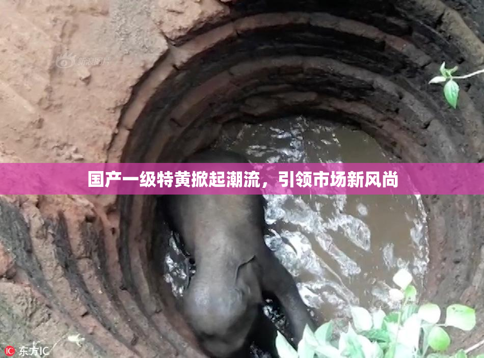 国产一级特黄掀起潮流，引领市场新风尚
