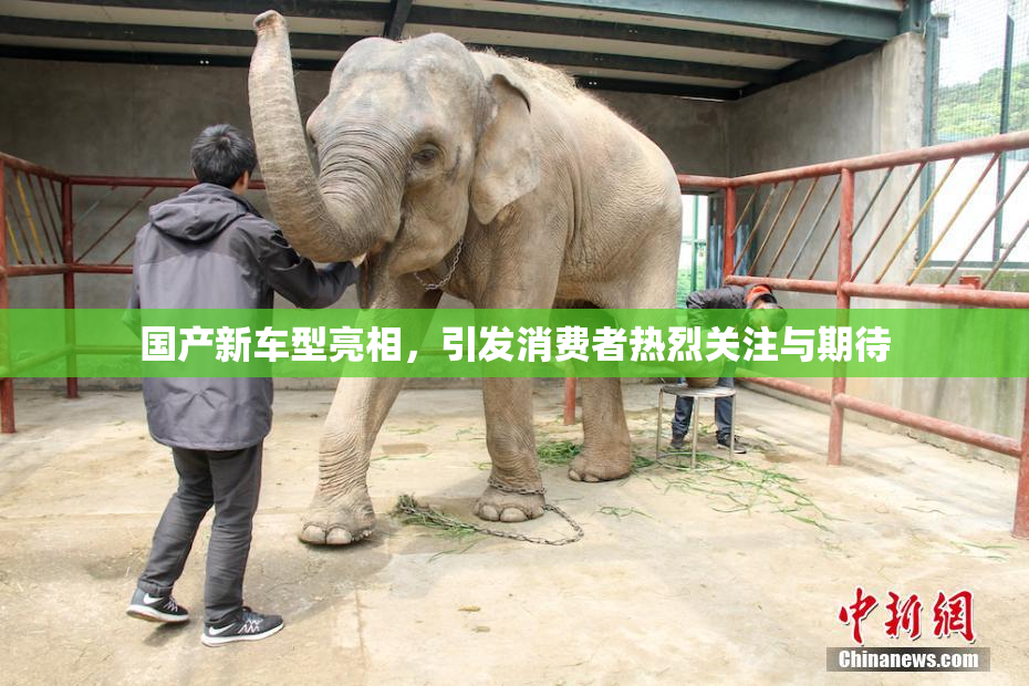 国产新车型亮相，引发消费者热烈关注与期待