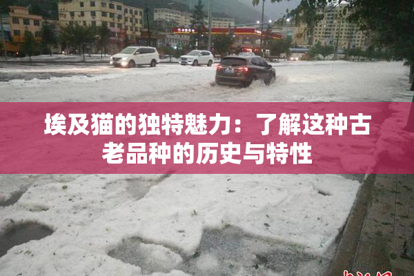 埃及猫的独特魅力：了解这种古老品种的历史与特性