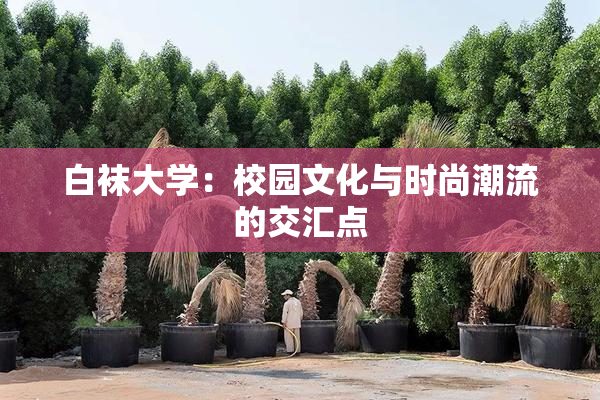 白袜大学：校园文化与时尚潮流的交汇点