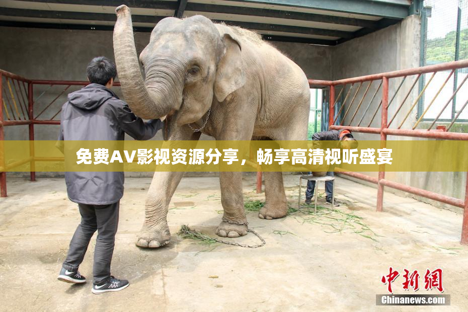 免费AV影视资源分享，畅享高清视听盛宴
