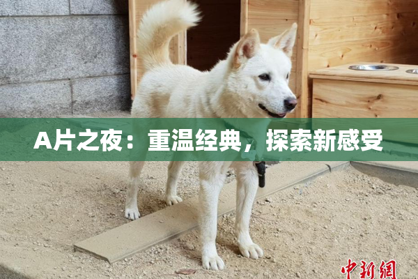 A片之夜：重温经典，探索新感受