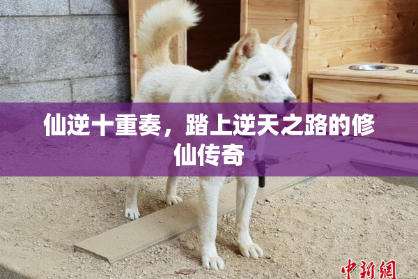 仙逆十重奏，踏上逆天之路的修仙传奇