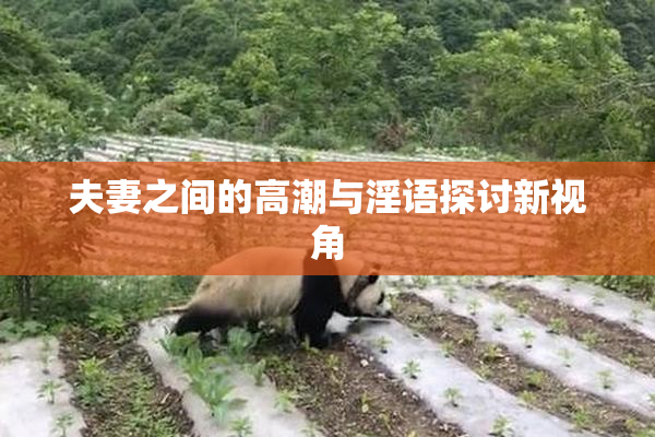 夫妻之间的高潮与淫语探讨新视角