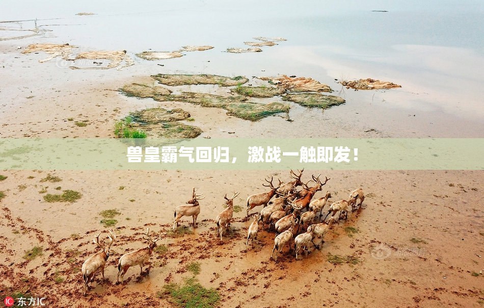 兽皇霸气回归，激战一触即发！