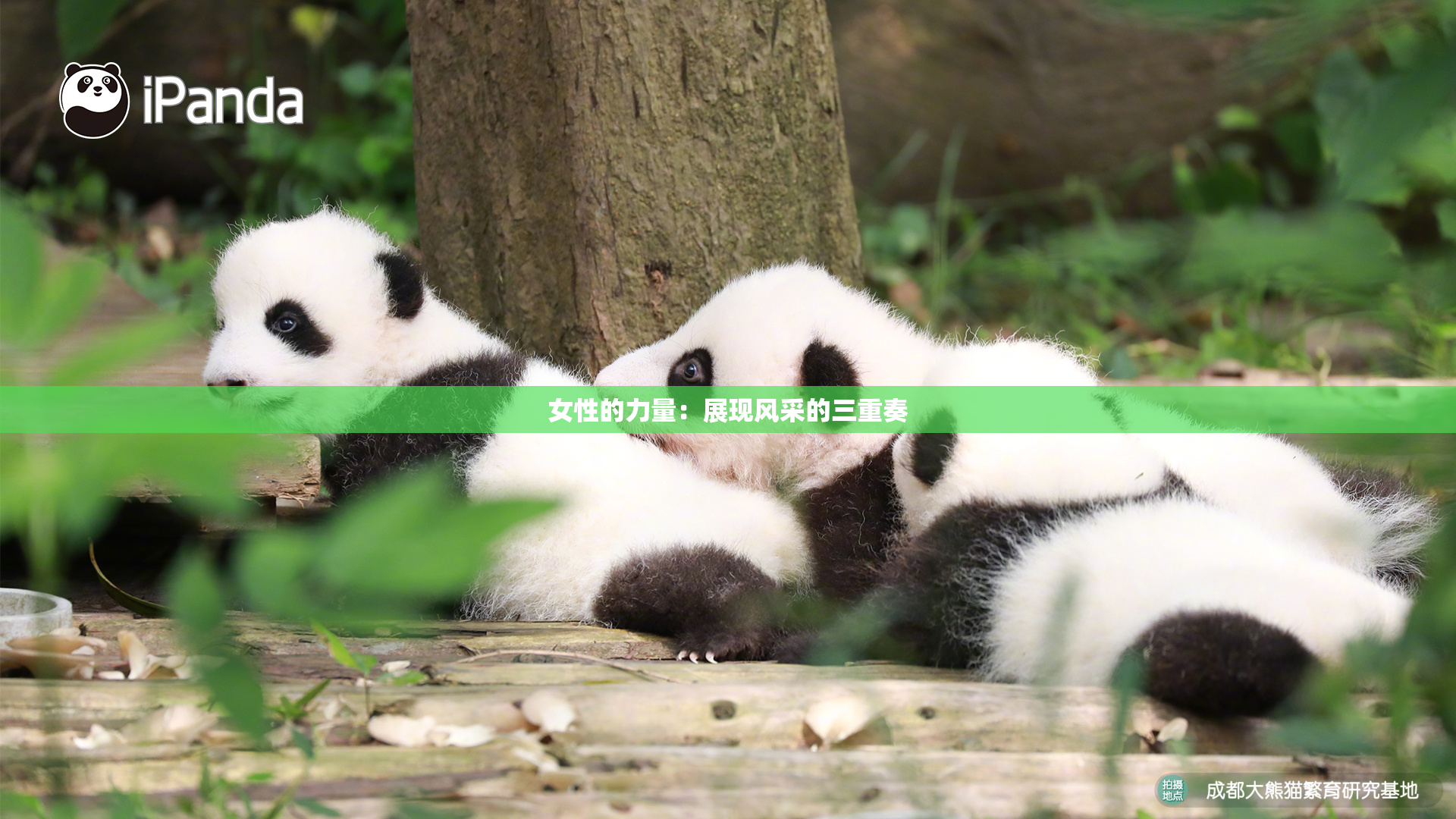 女性的力量：展现风采的三重奏