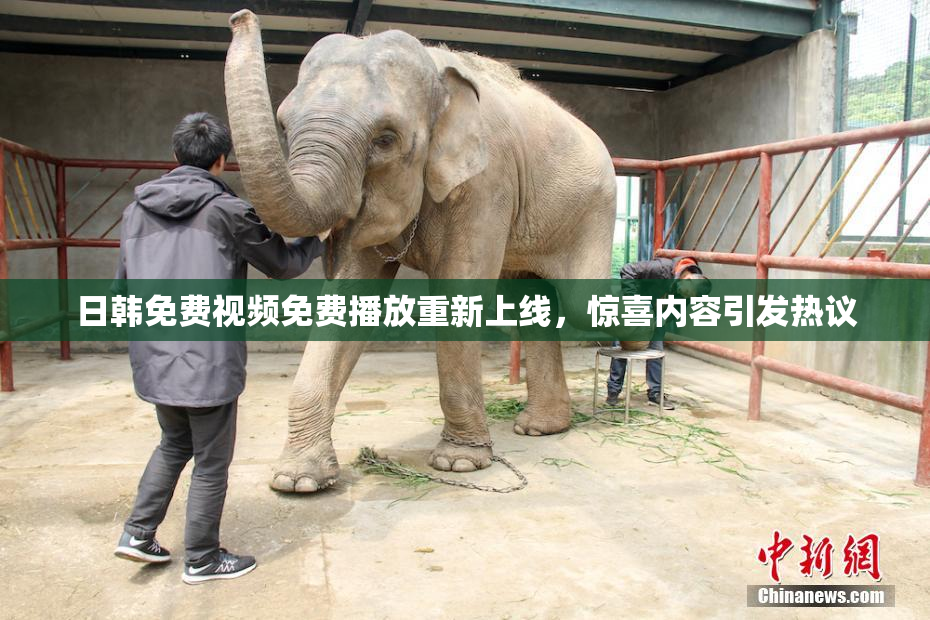 日韩免费视频免费播放重新上线，惊喜内容引发热议