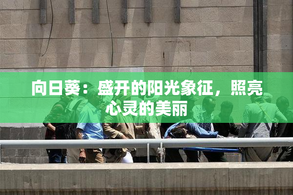 向日葵：盛开的阳光象征，照亮心灵的美丽
