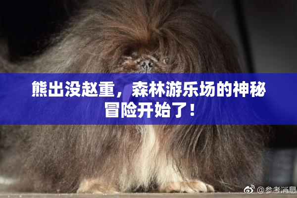 熊出没赵重，森林游乐场的神秘冒险开始了！