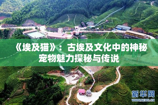 《埃及猫》：古埃及文化中的神秘宠物魅力探秘与传说
