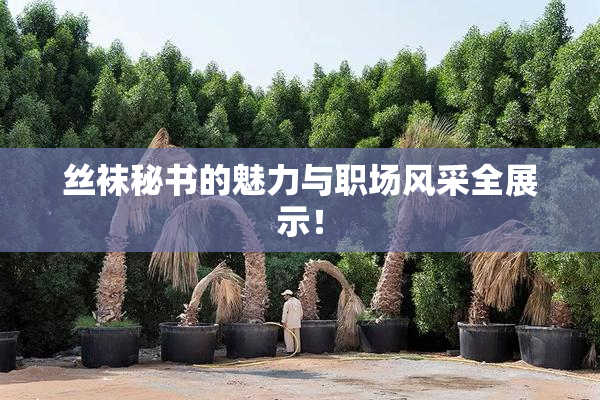 丝袜秘书的魅力与职场风采全展示！
