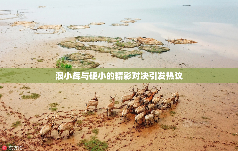 浪小辉与硬小的精彩对决引发热议