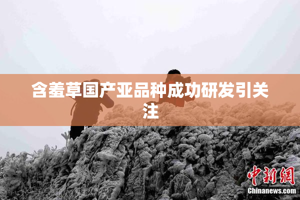 含羞草国产亚品种成功研发引关注