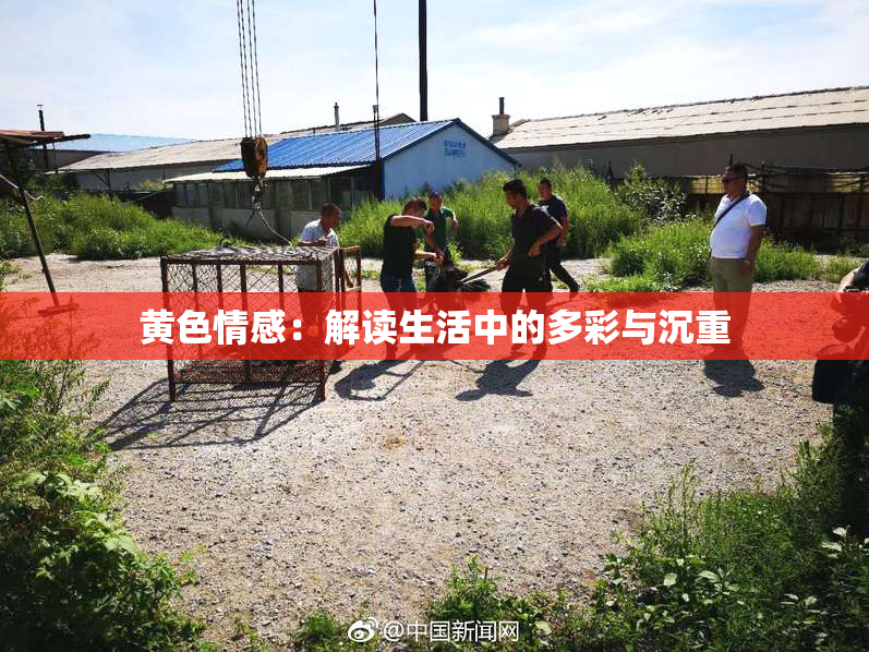 黄色情感：解读生活中的多彩与沉重