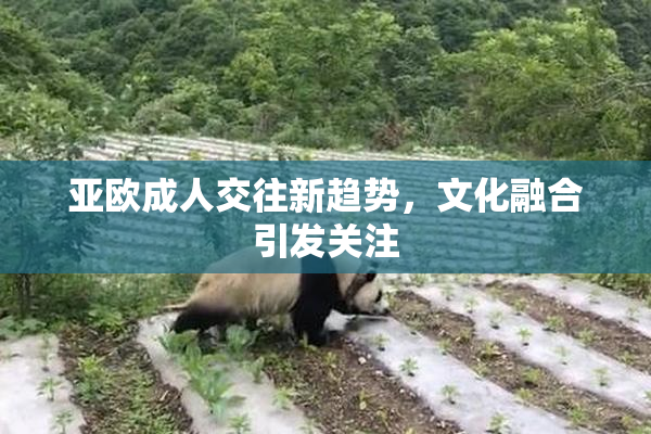 亚欧成人交往新趋势，文化融合引发关注