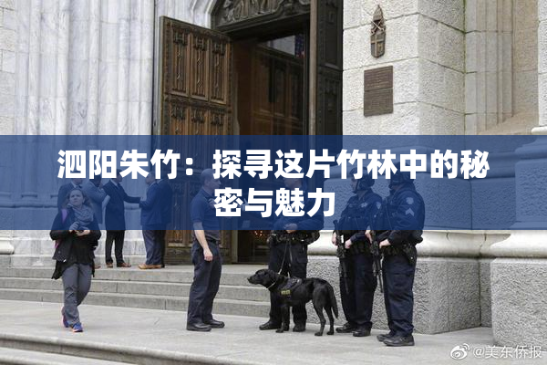 泗阳朱竹：探寻这片竹林中的秘密与魅力