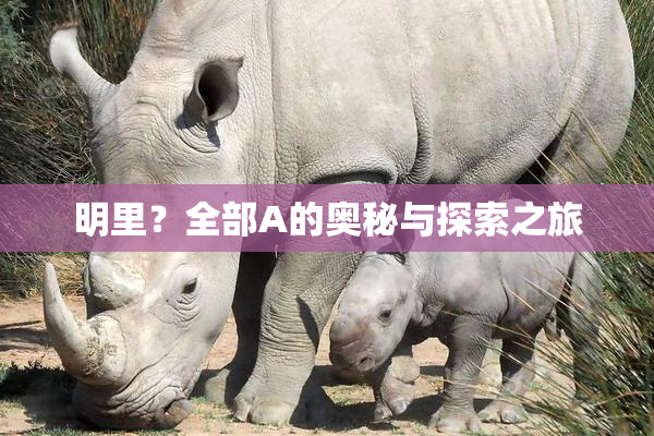 明里？全部A的奥秘与探索之旅