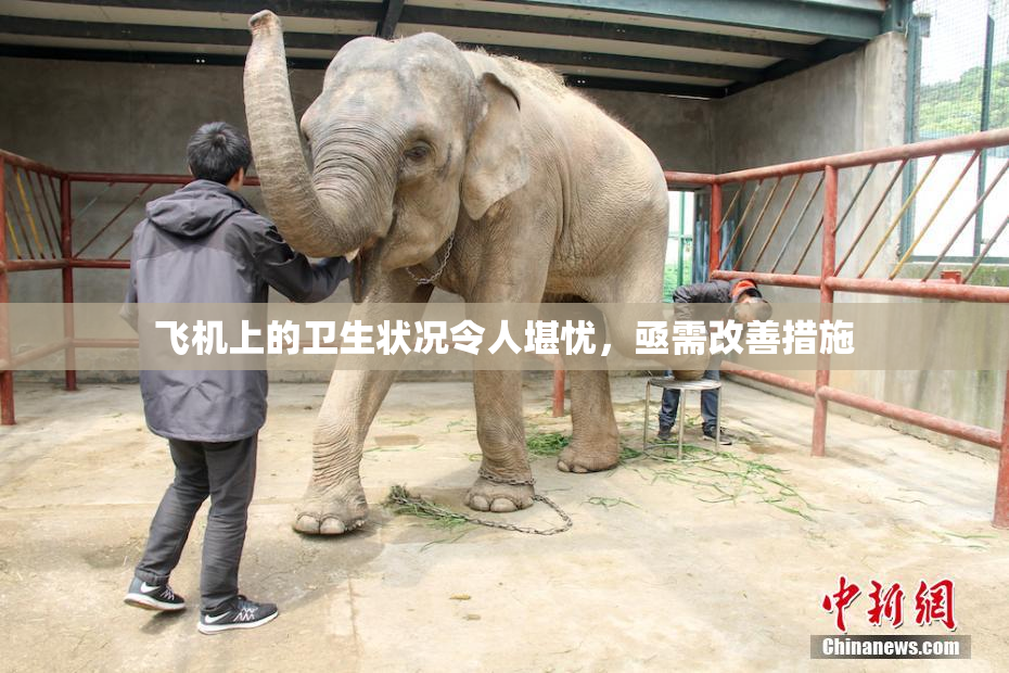 飞机上的卫生状况令人堪忧，亟需改善措施