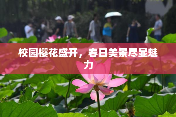 校园樱花盛开，春日美景尽显魅力