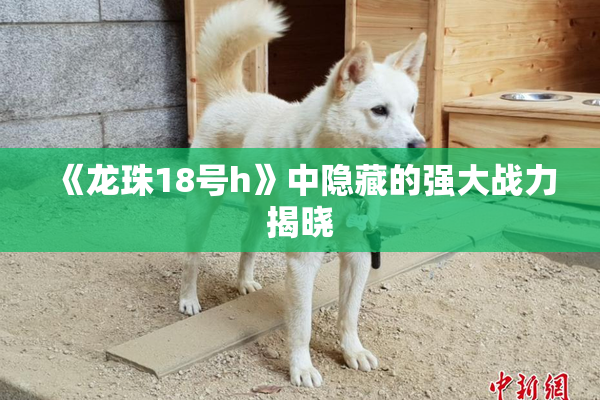 《龙珠18号h》中隐藏的强大战力揭晓
