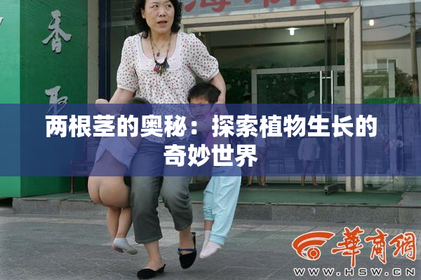 两根茎的奥秘：探索植物生长的奇妙世界