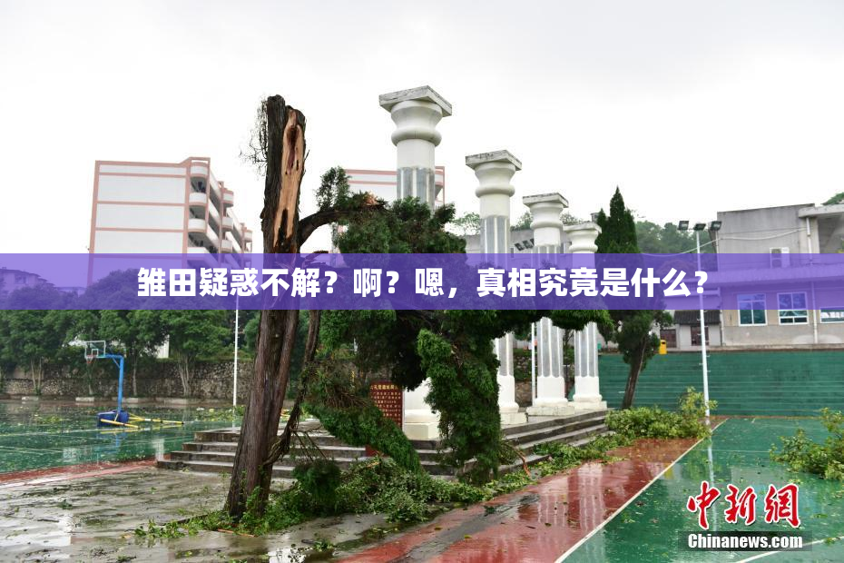 雏田疑惑不解？啊？嗯，真相究竟是什么？