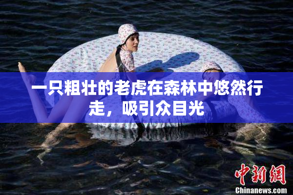一只粗壮的老虎在森林中悠然行走，吸引众目光