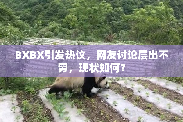 BXBX引发热议，网友讨论层出不穷，现状如何？