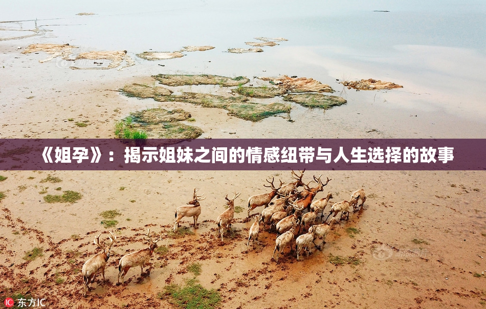 《姐孕》：揭示姐妹之间的情感纽带与人生选择的故事