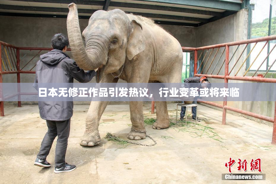 日本无修正作品引发热议，行业变革或将来临