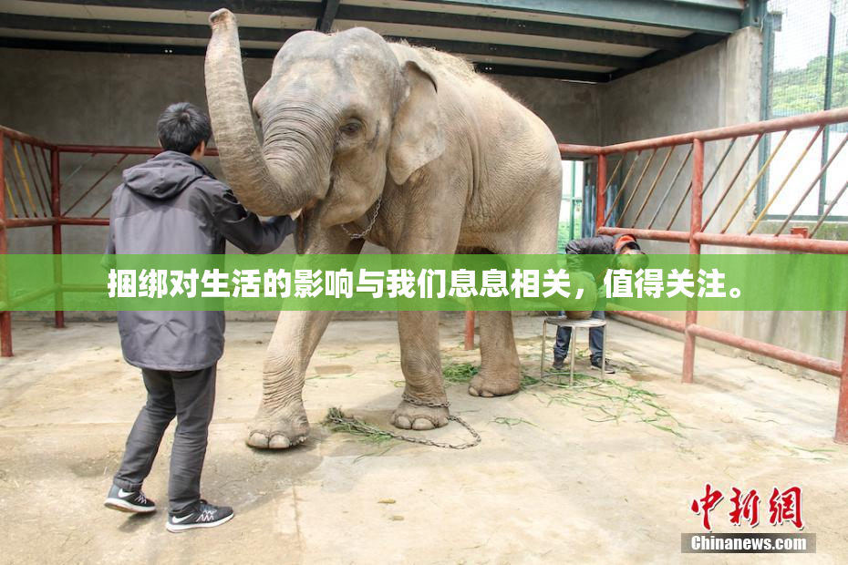 捆绑对生活的影响与我们息息相关，值得关注。