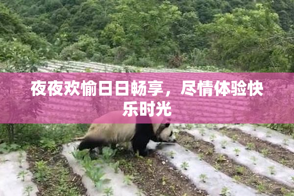 夜夜欢愉日日畅享，尽情体验快乐时光
