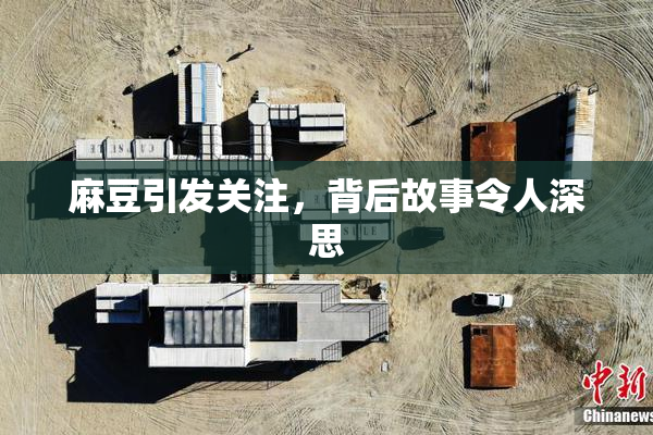 麻豆引发关注，背后故事令人深思