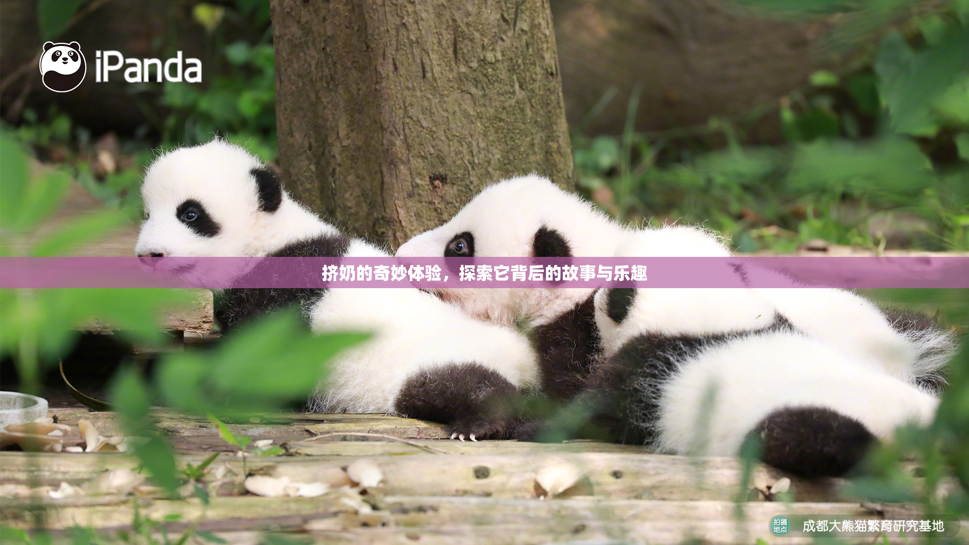 挤奶的奇妙体验，探索它背后的故事与乐趣