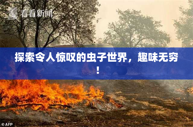 探索令人惊叹的虫子世界，趣味无穷！