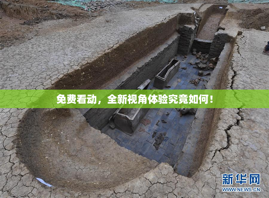 免费看动，全新视角体验究竟如何！