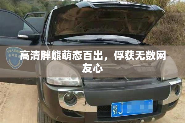 高清胖熊萌态百出，俘获无数网友心