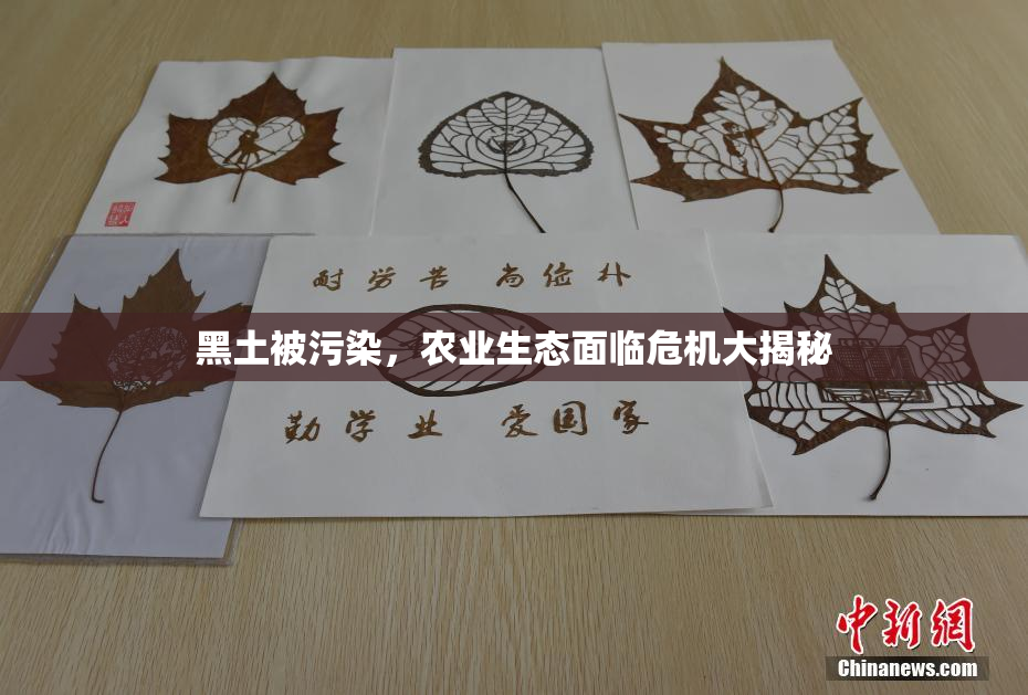 黑土被污染，农业生态面临危机大揭秘